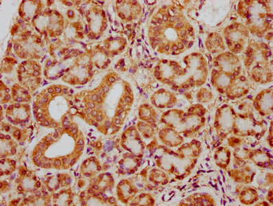 IHC image of CSB-PA021224LA01HU diluted at 1:400 and staining in paraffin-embedded human pancreatic tissue performed on a Leica BondTM system. After dewaxing and hydration, antigen retrieval was mediated by high pressure in a citrate buffer (pH 6....