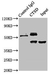 Immunoprecipitating CTSD in HepG2 whole cell lysate Lane 1: Rabbit control IgG instead of CSB-PA02129A0Rb in HepG2 whole cell lysate. For western blotting, a HRP-conjugated Protein G antibody was used as the secondary antibody (1/2000) Lane 2: CSB...