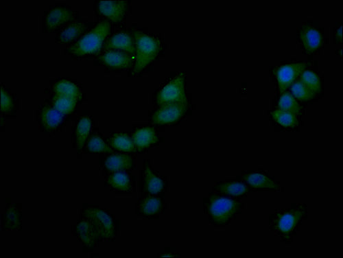 Immunofluorescence staining of Hela cells with CSB-PA021325LA01HU at 1:50, counter-stained with DAPI. The cells were fixed in 4% formaldehyde and blocked in 10% normal Goat Serum. The cells were then incubated with the antibody overnight at 4°C. T...