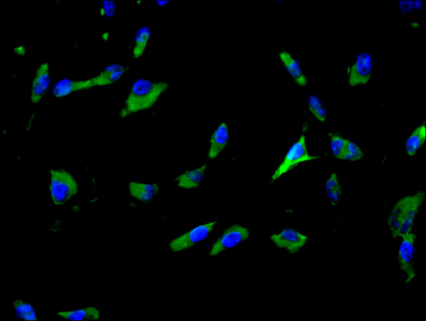 Immunofluorescence staining of U251 cell with CSB-PA021335LA01HU at 1:10, counter-stained with DAPI. The cells were fixed in 4% formaldehyde and blocked in 10% normal Goat Serum. The cells were then incubated with the antibody overnight at 4C. The...
