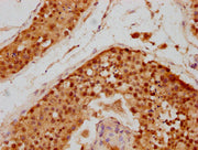 IHC image of CSB-PA021347LA01HU diluted at 1:700 and staining in paraffin-embedded human testis tissue performed on a Leica BondTM system. After dewaxing and hydration, antigen retrieval was mediated by high pressure in a citrate buffer (pH 6.0)....
