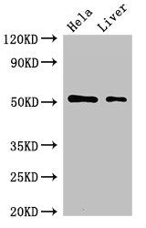 Western Blot Positive WB detected in: Hela whole cell lysate, Rat liver tissue All lanes: SLC10A3 antibody at 2µg/ml Secondary Goat polyclonal to rabbit IgG at 1/50000 dilution Predicted band size: 51, 48 kDa Observed band size: 51 kDa