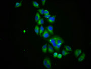 Immunofluorescence staining of Hela cells with CSB-PA021384LA01HU at 1:100, counter-stained with DAPI. The cells were fixed in 4% formaldehyde, permeabilized using 0.2% Triton X-100 and blocked in 10% normal Goat Serum. The cells were then incubat...