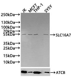Western Blot Positive WB detected in: Hela whole cell lysate(30µg), JK whole cell lysate(30µg), PC-3 whole cell lysate(30µg), THP-1 whole cell lysate(30µg), HepG2 whole cell lysate(30µg) All lanes: SLC16A7 antibody at 1:1000 Secondary Goat polyclo...