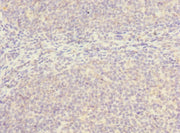 Immunohistochemistry of paraffin-embedded human tonsil tissue using CSB-PA021419LA01HU at dilution of 1:100