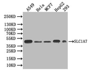 Western Blot Positive WB detected in: A549 whole cell lysate, Hela whole cell lysate, MCF7 whole cell lysate, HepG2 whole cell lysate, 293 whole cell lysate All lanes: SLC1A7 antibody at 1:1000 Secondary Goat polyclonal to rabbit IgG at 1/50000 di...