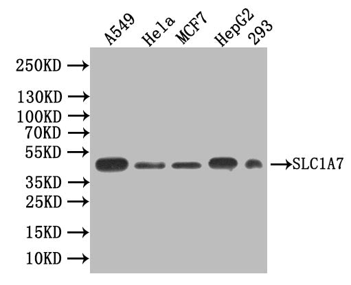 Western Blot Positive WB detected in: A549 whole cell lysate, Hela whole cell lysate, MCF7 whole cell lysate, HepG2 whole cell lysate, 293 whole cell lysate All lanes: SLC1A7 antibody at 1:1000 Secondary Goat polyclonal to rabbit IgG at 1/50000 di...