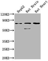 Western Blot Positive WB detected in: HepG2 whole cell lysate, Rat Brain tissue, Rat Heart tissue All lanes: SLC1A7 antibody at 1:2000 Secondary Goat polyclonal to rabbit IgG at 1/50000 dilution Predicted band size: 61, 18 kDa Observed band size:...
