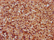 IHC image of CSB-PA021525LA01HU diluted at 1:300 and staining in paraffin-embedded human adrenal gland tissue performed on a Leica BondTM system. After dewaxing and hydration, antigen retrieval was mediated by high pressure in a citrate buffer (pH...