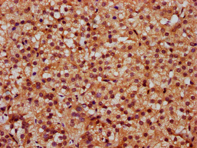 IHC image of CSB-PA021525LA01HU diluted at 1:300 and staining in paraffin-embedded human adrenal gland tissue performed on a Leica BondTM system. After dewaxing and hydration, antigen retrieval was mediated by high pressure in a citrate buffer (pH...
