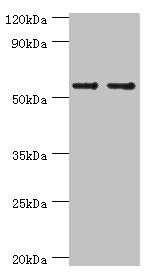 Western blot All lanes: SLC2A1 antibody at 6µg/ml Lane 1: NIH/3T3 whole cell lysate Lane 2: Hela whole cell lysate Secondary Goat polyclonal to rabbit IgG at 1/10000 dilution Predicted band size: 54 kDa Observed band size: 54 kDa