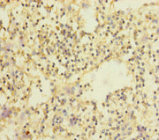 Immunohistochemistry of paraffin-embedded human spleen tissue using CSB-PA021583ESR1HU at dilution of 1:100