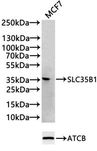 Western Blot Positive WB detected in: MCF7 whole cell lysate(20µg) All lanes: SLC35B1 antibody at 1:1000 Secondary Goat polyclonal to rabbit IgG at 1/20000 dilution Predicted band size: 36, 40 kDa Observed band size: 36 kDa Exposure time: 120s