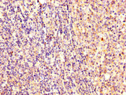 IHC image of CSB-PA02159A0Rb diluted at 1:300 and staining in paraffin-embedded human tonsil tissue performed on a Leica BondTM system. After dewaxing and hydration, antigen retrieval was mediated by high pressure in a citrate buffer (pH 6.0). Sec...