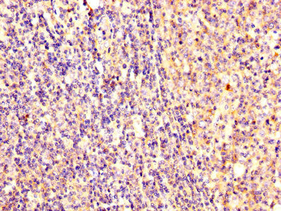 IHC image of CSB-PA02159A0Rb diluted at 1:300 and staining in paraffin-embedded human tonsil tissue performed on a Leica BondTM system. After dewaxing and hydration, antigen retrieval was mediated by high pressure in a citrate buffer (pH 6.0). Sec...