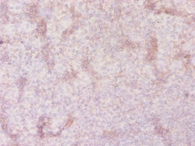 Immunohistochemistry of paraffin-embedded human tonsil tissue using CSB-PA021643LA01HU at dilution of 1:20