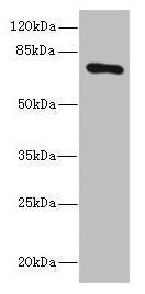 Western blot All lanes: SLCO2B1 antibody at 1.5µg/ml + HepG2 whole cell lysate Secondary Goat polyclonal to rabbit IgG at 1/10000 dilution Predicted band size: 77, 53, 75, 62 kDa Observed band size: 77 kDa