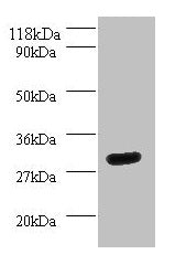 Western blot All lanes: YWHAH antibody at 2µg/ml + Mouse spleen tissue Secondary Goat polyclonal to rabbit IgG at 1/10000 dilution Predicted band size: 29 kDa Observed band size: 29 kDa
