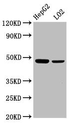 Western Blot Positive WB detected in: HepG2 whole cell lysate, LO2 whole cell lysate All lanes: SMAD7 antibody at 2.3µg/ml Secondary Goat polyclonal to rabbit IgG at 1/50000 dilution Predicted band size: 47, 24 kDa Observed band size: 47 kDa