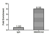Chromatin Immunoprecipitation Hela (1.1*106) were cross-linked with formaldehyde, sonicated, and immunoprecipitated with 4µg anti-SMARCA2 or a control normal rabbit IgG. The resulting ChIP DNA was quantified using real-time PCR with primers (CSB-P...
