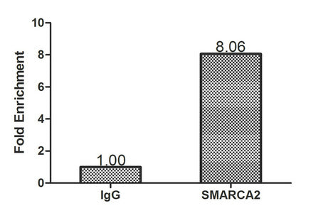 Chromatin Immunoprecipitation Hela (1.1*106) were cross-linked with formaldehyde, sonicated, and immunoprecipitated with 4µg anti-SMARCA2 or a control normal rabbit IgG. The resulting ChIP DNA was quantified using real-time PCR with primers (CSB-P...