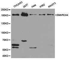 Western blot analysis of extracts of various cell lines, using SMARCA4 antibody.