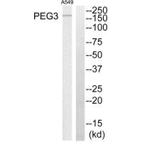 Western blot analysis of extracts from A549 cells, using PEG3 antibody.