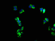Immunofluorescence staining of PC-3 cells with CSB-PA02219A0Rb at 1:166, counter-stained with DAPI. The cells were fixed in 4% formaldehyde, permeabilized using 0.2% Triton X-100 and blocked in 10% normal Goat Serum. The cells were then incubated...