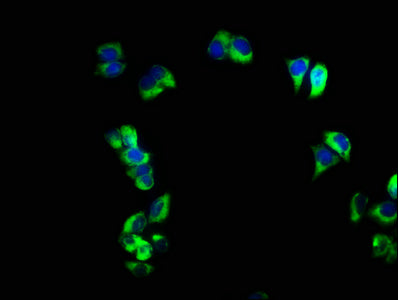 Immunofluorescence staining of PC-3 cells with CSB-PA02219A0Rb at 1:166, counter-stained with DAPI. The cells were fixed in 4% formaldehyde, permeabilized using 0.2% Triton X-100 and blocked in 10% normal Goat Serum. The cells were then incubated...
