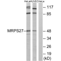 Western blot analysis of extracts from HeLa cells and HUVEC cells, using MRPS27 antibody.