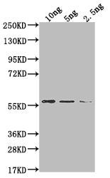 Western Blot Positive WB detected in Recombinant protein All lanes: MUD1 antibody at 1:2000 Secondary Goat polyclonal to rabbit IgG at 1/50000 dilution Predicted band size: 49.7 kDa Observed band size: 60 kDa