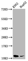 Western Blot Positive WB detected in: K562 whole cell lysate, HepG2 whole cell lysate All lanes: SNRPE antibody at 5.2µg/ml Secondary Goat polyclonal to rabbit IgG at 1/50000 dilution Predicted band size: 11 kDa Observed band size: 11 kDa