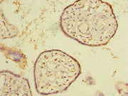 Immunohistochemistry of paraffin-embedded human placenta tissue using CSB-PA022360LA01HU at dilution of 1:100