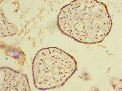 Immunohistochemistry of paraffin-embedded human placenta tissue using CSB-PA022360LA01HU at dilution of 1:100