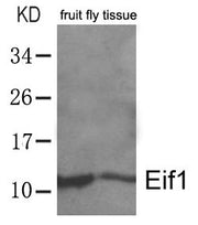 Western blot analysis of extracts from whole fruit fly(drosophila melanogaster) tissue lysate using Eif1 Antibody.