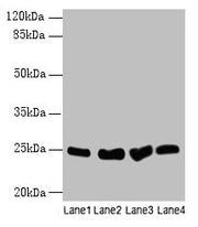 Western blot All lanes: Socs3 antibody at 12µg/ml Lane 1: K562 whole cell lysate Lane 2: A375 whole cell lysate Lane 3: Hela whole cell lysate Lane 4: HepG2 whole cell lysate Secondary Goat polyclonal to rabbit IgG at 1/10000 dilution Predicted ba...