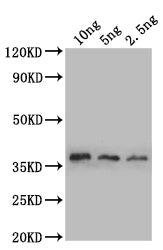Western Blot Positive WB detected in: recombinant protein All lanes: sod1 Antibody at 1:1000 Secondary Goat polyclonal to rabbit IgG at 1/50000 dilution Predicted band size: 38 kDa Observed band size: 38 kDa