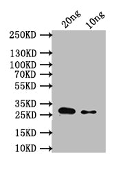 Western Blot Positive WB detected in: recombinant protein All lanes: sodA Antibody at 1:1000 Secondary Goat polyclonal to rabbit IgG at 1/50000 dilution Predicted band size: 28 kDa Observed band size: 28 kDa
