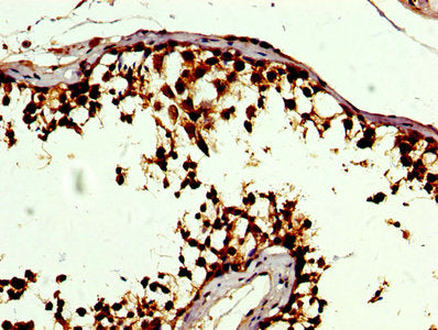 IHC image of CSB-PA022399LA01HU diluted at 1:500 and staining in paraffin-embedded human testis tissue performed on a Leica BondTM system. After dewaxing and hydration, antigen retrieval was mediated by high pressure in a citrate buffer (pH 6.0)....
