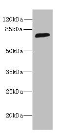 Western blot All lanes: SORBS3 antibody at 8µg/ml + HepG2 whole cell lysate Secondary Goat polyclonal to rabbit IgG at 1/10000 dilution Predicted band size: 76, 37 kDa Observed band size: 76 kDa