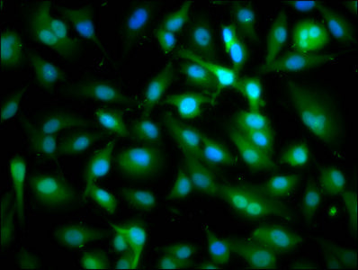 Immunofluorescence staining of U251 cells with CSB-PA022467LA01HU at 1:166, counter-stained with DAPI. The cells were fixed in 4% formaldehyde, permeabilized using 0.2% Triton X-100 and blocked in 10% normal Goat Serum. The cells were then incubat...