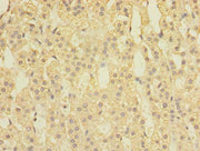 Immunohistochemistry of paraffin-embedded human adrenal gland tissue using CSB-PA022601LA01HU at dilution of 1:100