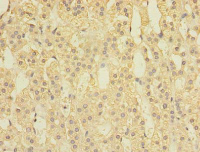 Immunohistochemistry of paraffin-embedded human adrenal gland tissue using CSB-PA022601LA01HU at dilution of 1:100