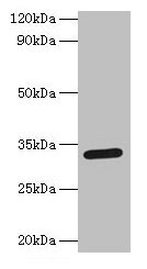 Western blot All lanes: Spp1 antibody at 2µg/ml + Mouse kidney tissue Secondary Goat polyclonal to rabbit IgG at 1/15000 dilution Predicted band size: 33 kDa Observed band size: 33 kDa