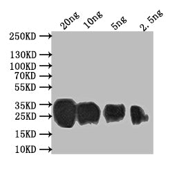 Western Blot Positive WB detected in: recombinant protein All lanes: Sprr2b Antibody at 1:1000 Secondary Goat polyclonal to rabbit IgG at 1/50000 dilution Predicted band size: 18.8 kDa Observed band size: 28 kDa