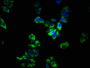 Immunofluorescence staining of PC-3 cells with CSB-PA022621LA01HU at 1:266, counter-stained with DAPI. The cells were fixed in 4% formaldehyde, permeabilized using 0.2% Triton X-100 and blocked in 10% normal Goat Serum. The cells were then incubat...