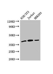 Western Blot Positive WB detected in: NIH/3T3 whole cell lysate, Jurkat whole cell lysate, HEK293 whole cell lysate All lanes: SPRY2 antibody at 2.7µg/ml Secondary Goat polyclonal to rabbit IgG at 1/50000 dilution Predicted band size: 40 kDa Obser...