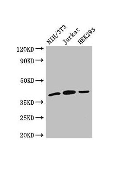 Western Blot Positive WB detected in: NIH/3T3 whole cell lysate, Jurkat whole cell lysate, HEK293 whole cell lysate All lanes: SPRY2 antibody at 2.7µg/ml Secondary Goat polyclonal to rabbit IgG at 1/50000 dilution Predicted band size: 40 kDa Obser...