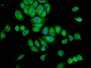 Immunofluorescence staining of A549 cells with CSB-PA022663LA01HU at 1:100, counter-stained with DAPI. The cells were fixed in 4% formaldehyde, permeabilized using 0.2% Triton X-100 and blocked in 10% normal Goat Serum. The cells were then incubat...