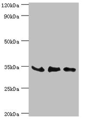 Western blot All lanes: SRM antibody at 8µg/ml Lane 1: PC-3 whole cell lysate Lane 2: Hela whole cell lysate Lane 3: HepG2 whole cell lysate Secondary Goat polyclonal to rabbit IgG at 1/10000 dilution Predicted band size: 34 kDa Observed band size...